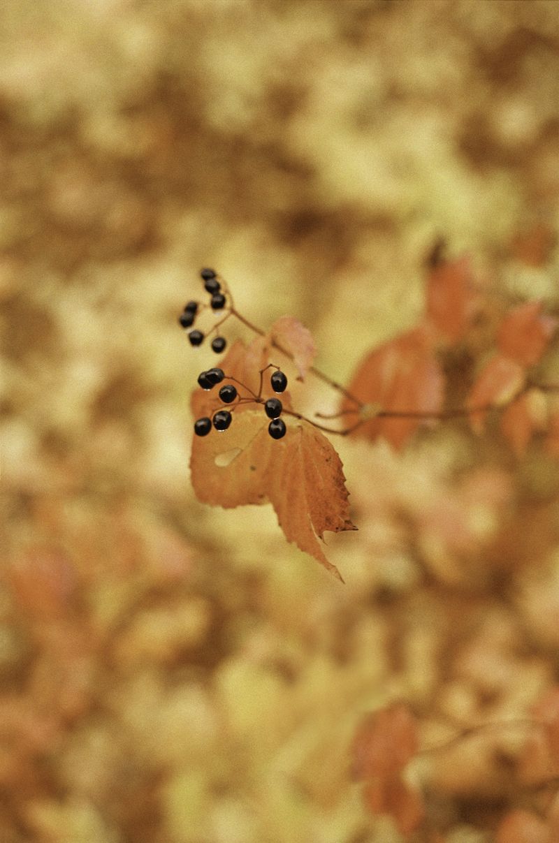 © Dylan Anderson - Image from the Warm Vicinity photography project