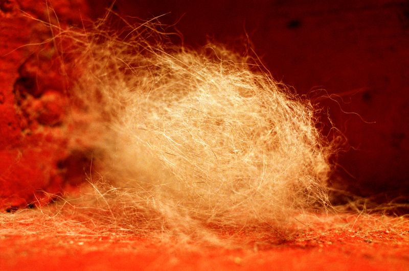 © Dylan Anderson - Hairball, 2025