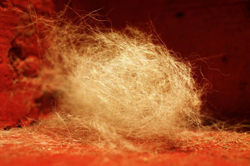 © Dylan Anderson - Hairball, 2025