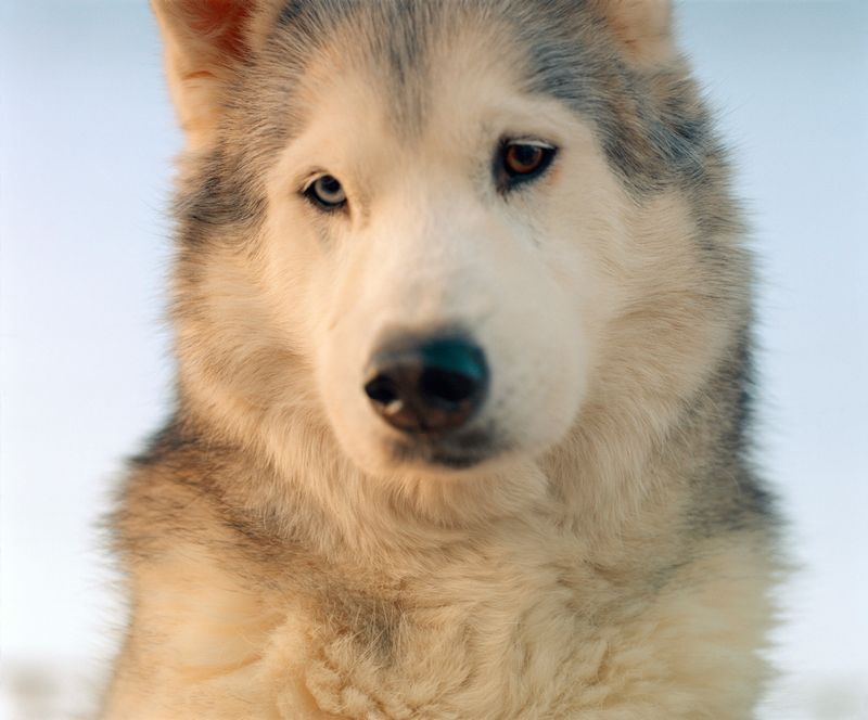 © Dylan Anderson - Klaki, 2025