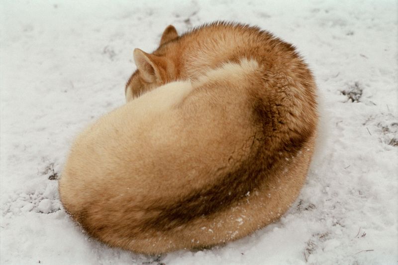 © Dylan Anderson - Logi (Curl), 2025