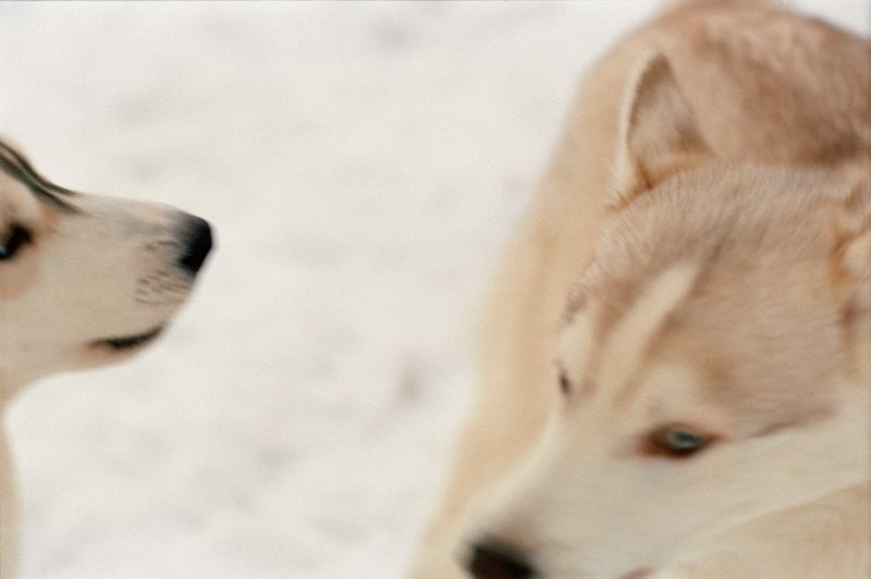 © Dylan Anderson - Duet, 2025