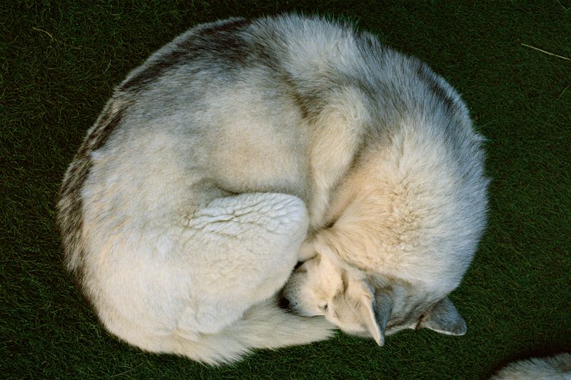 © Dylan Anderson - Image from the Ways to say Snow photography project