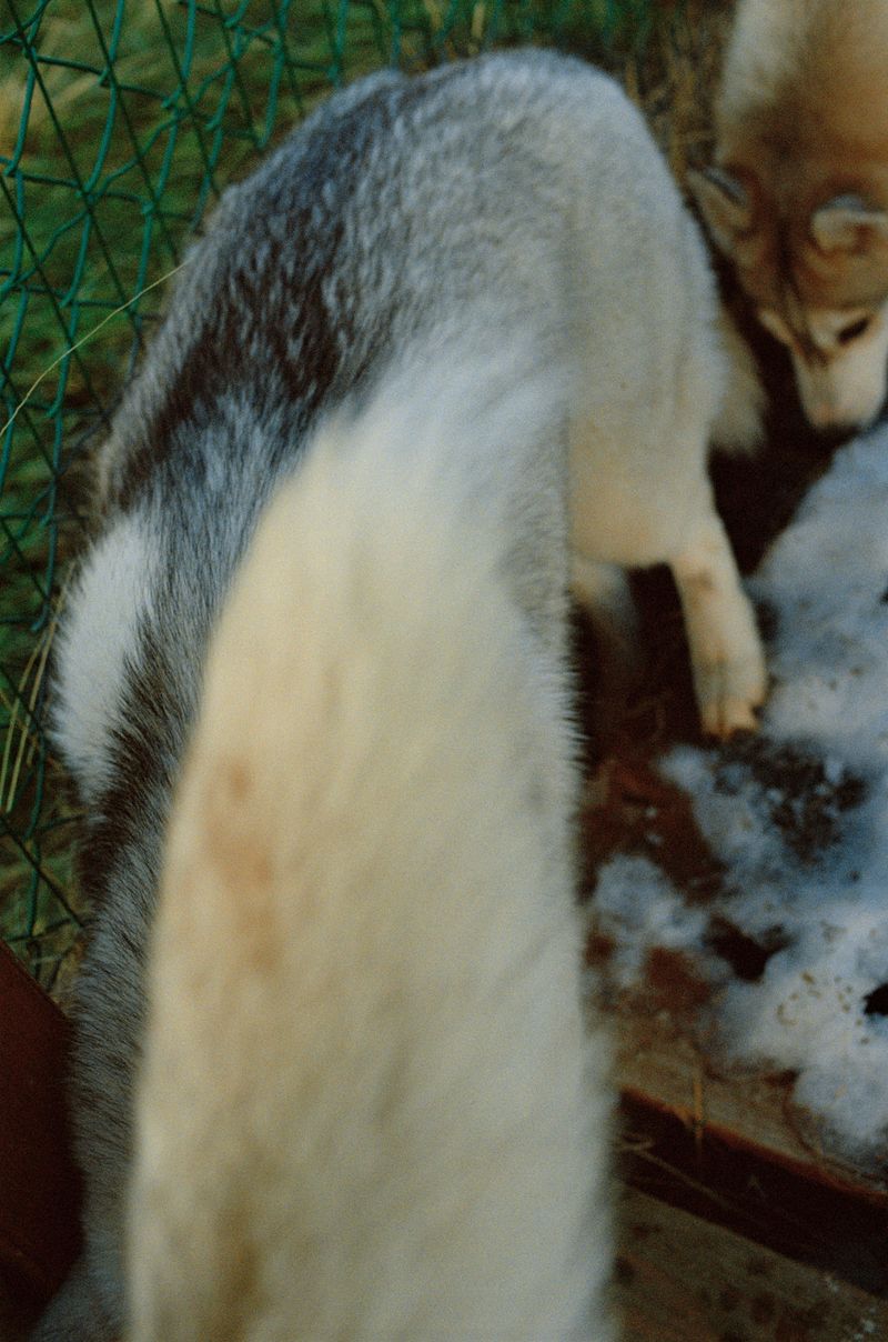 © Dylan Anderson - Image from the Ways to say Snow photography project