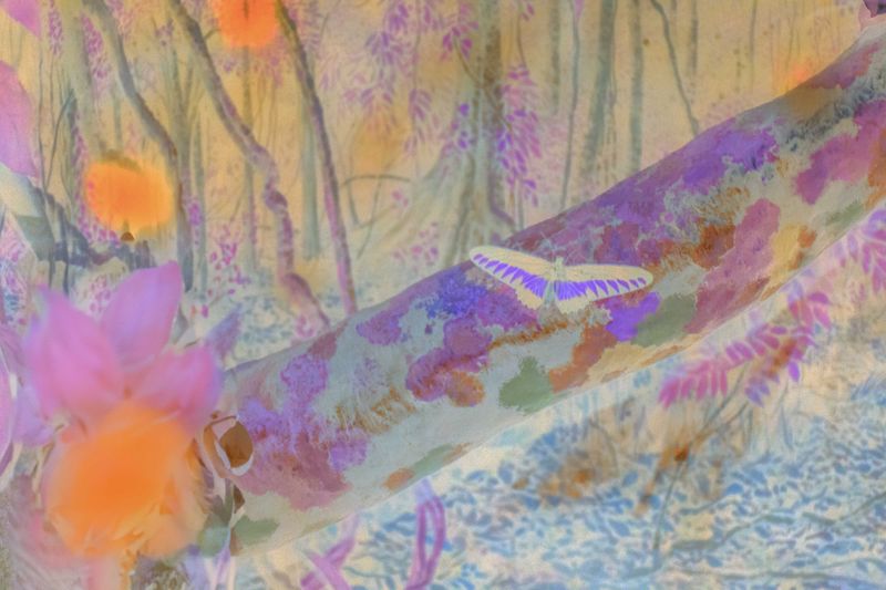 © Claudia Fuggetti - Image from the Metamorphosis photography project