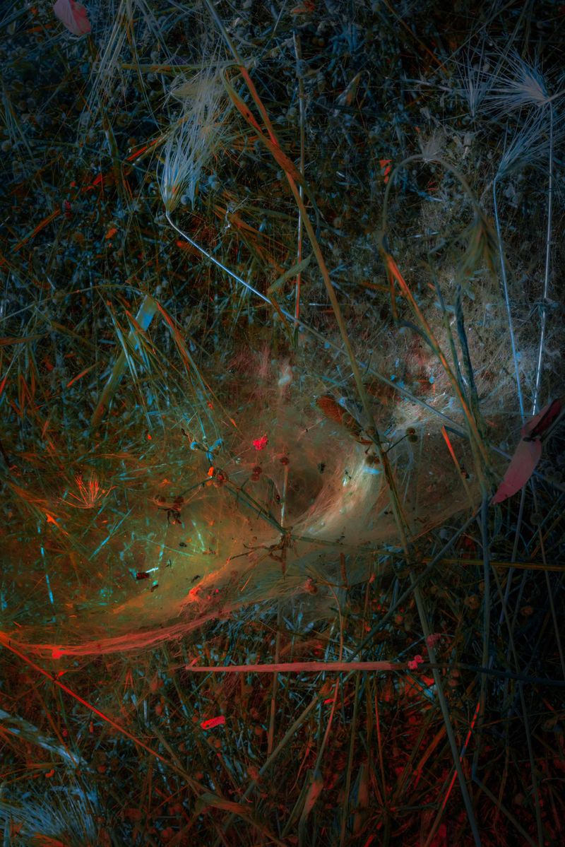 © Claudia Fuggetti - Image from the Metamorphosis photography project