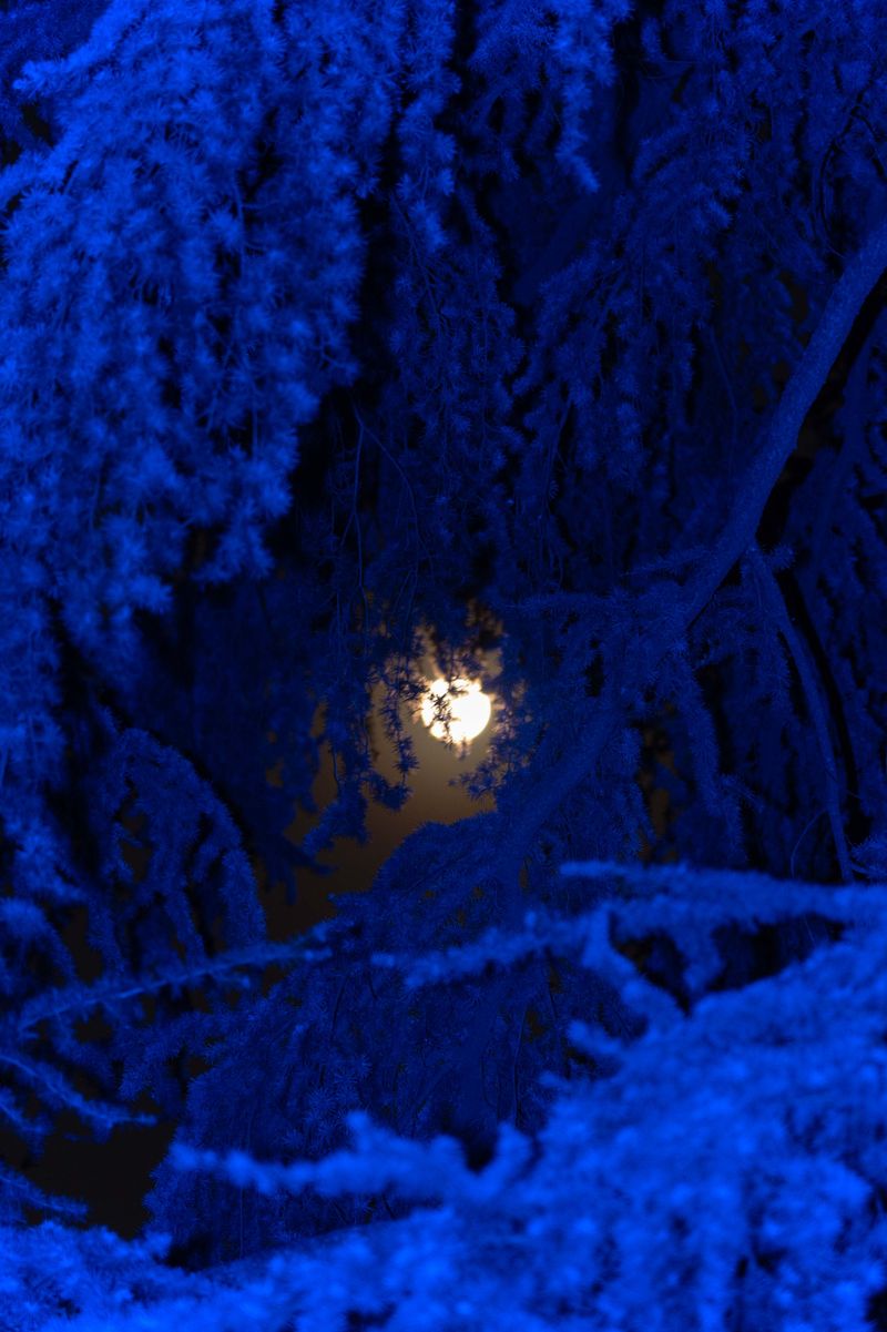 © Claudia Fuggetti - Image from the Metamorphosis photography project