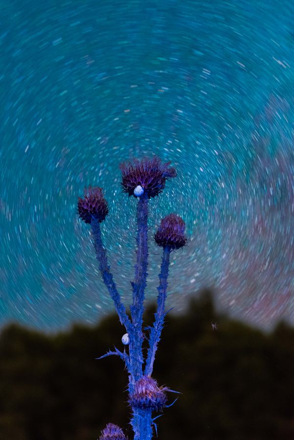 © Claudia Fuggetti - Image from the Metamorphosis photography project