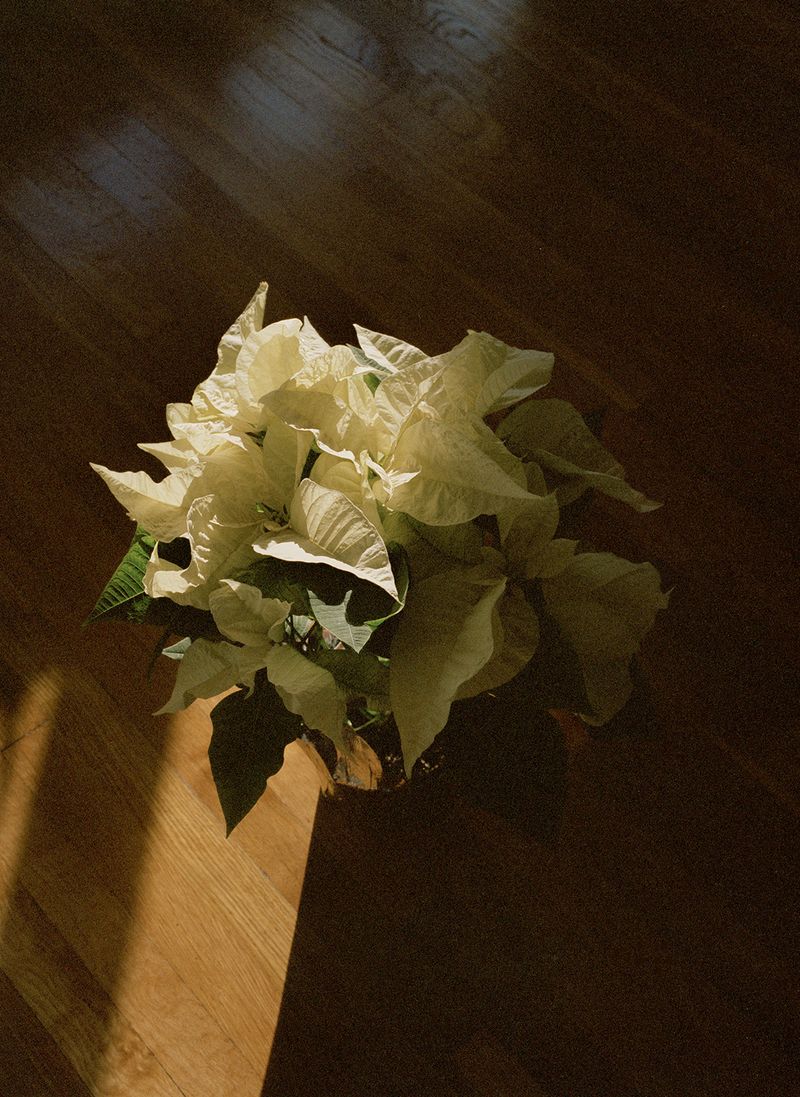 © Karla Hiraldo Voleau - Jack