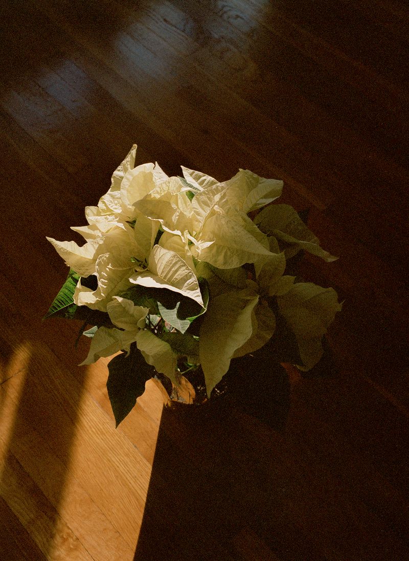 © Karla Hiraldo Voleau - Jack