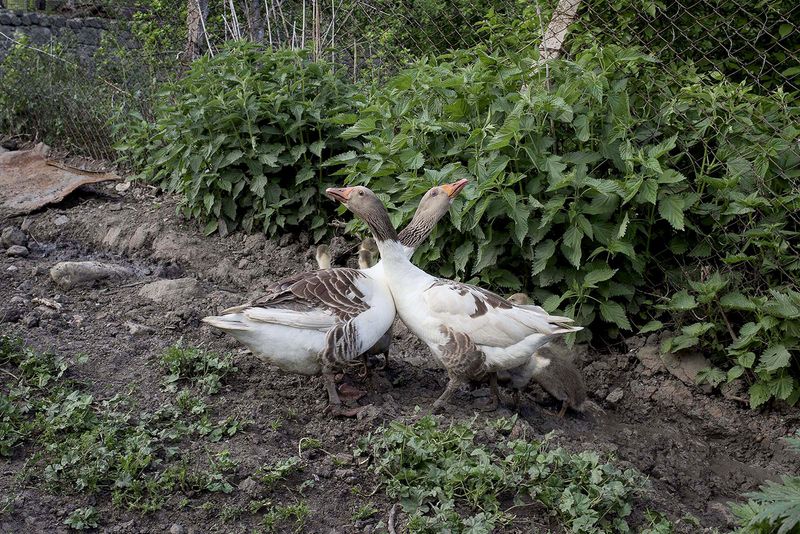 © Madelaine Ekserciyan - Two wild geese intersecting their necks just in the middle surrended by their little pigeons.
