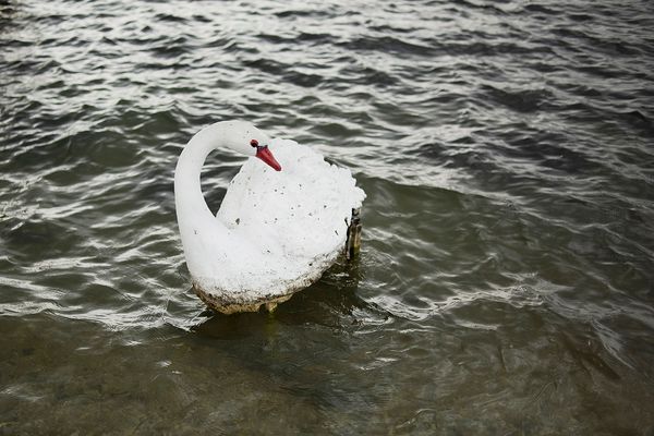© Madelaine Ekserciyan - A plastic swan on the shore of the Sean Lake, the most important lake in Armenia.