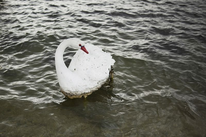 © Madelaine Ekserciyan - A plastic swan on the shore of the Sean Lake, the most important lake in Armenia.
