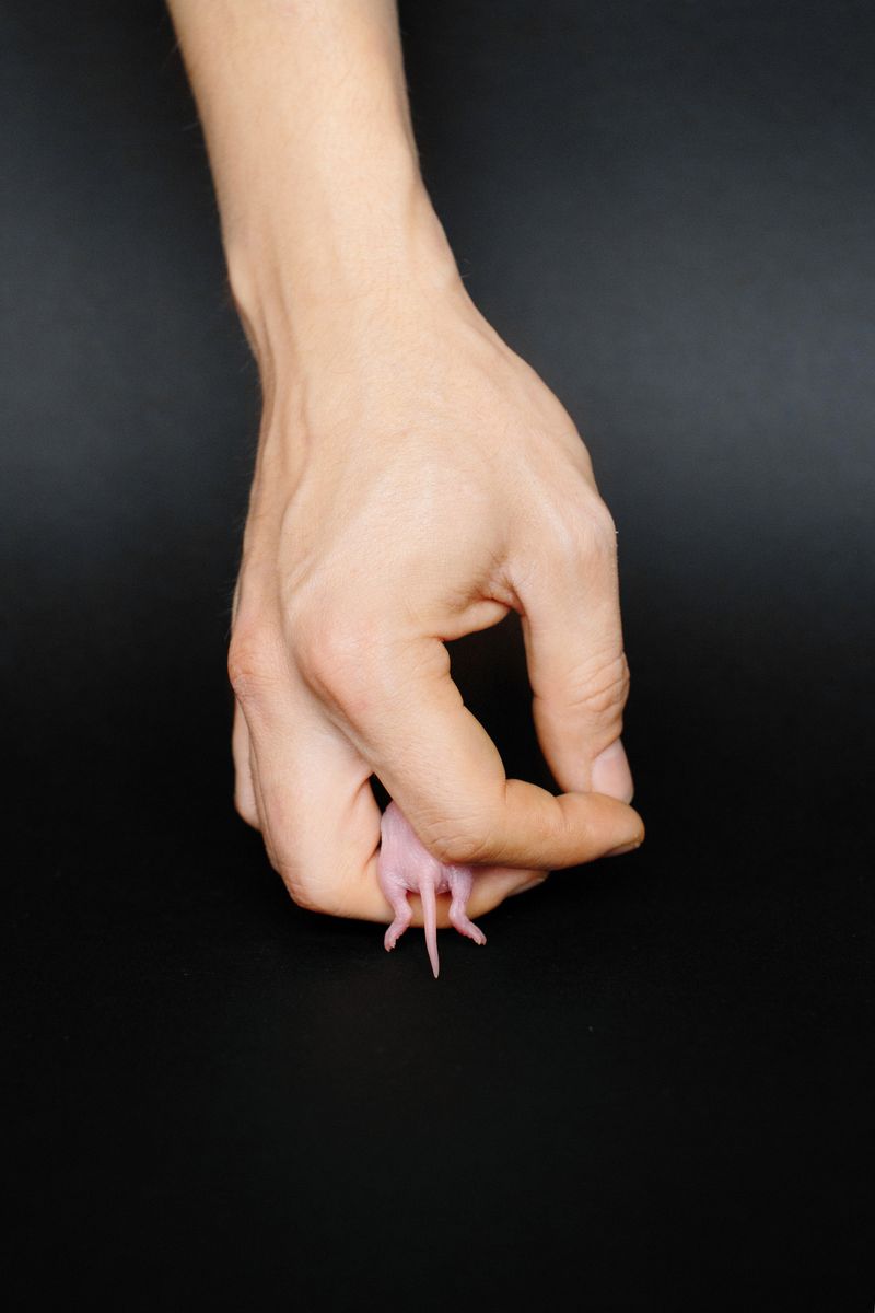 Image from a project on PhMuseum