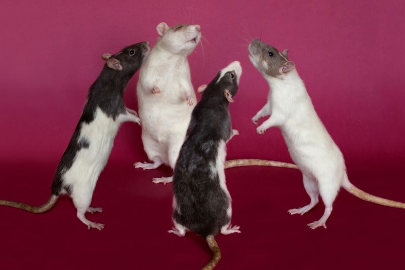 Image from a project on PhMuseum