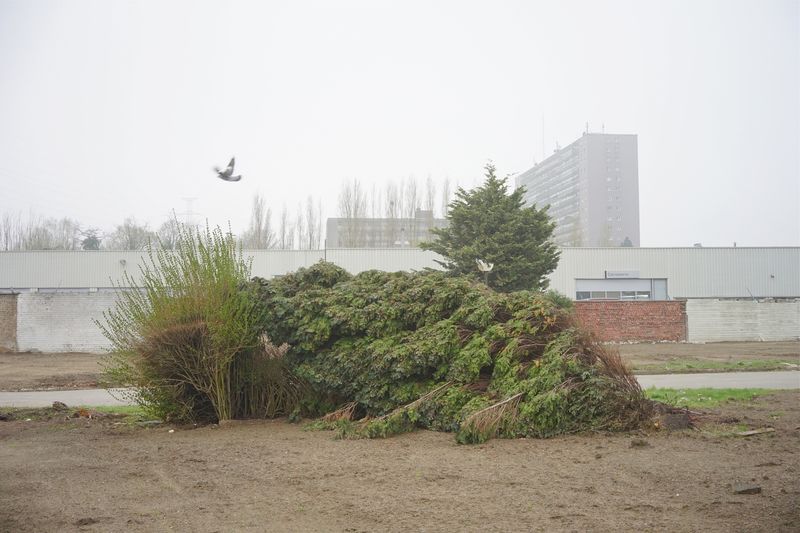 © Hendrik Braet - Dove