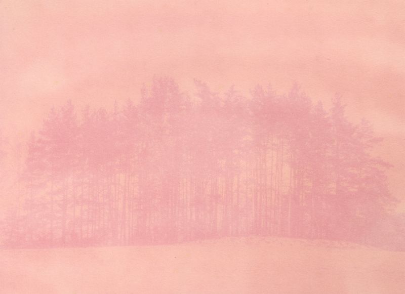 © Krista Svalbonas - Partisan 4, Peony anthotype