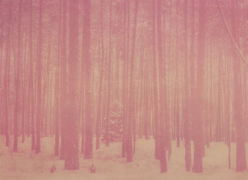 © Krista Svalbonas - Partisan 2, beet anthotype