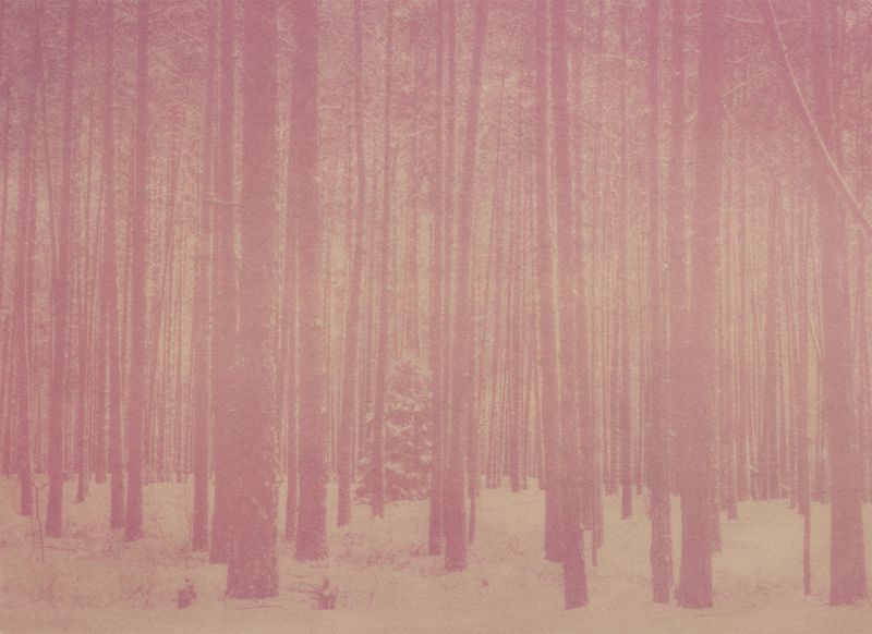 © Krista Svalbonas - Partisan 2, beet anthotype