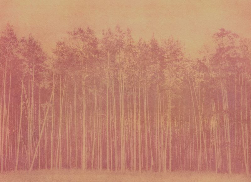 © Krista Svalbonas - Partisan 6, Beet and Seabuckthorn anthotype