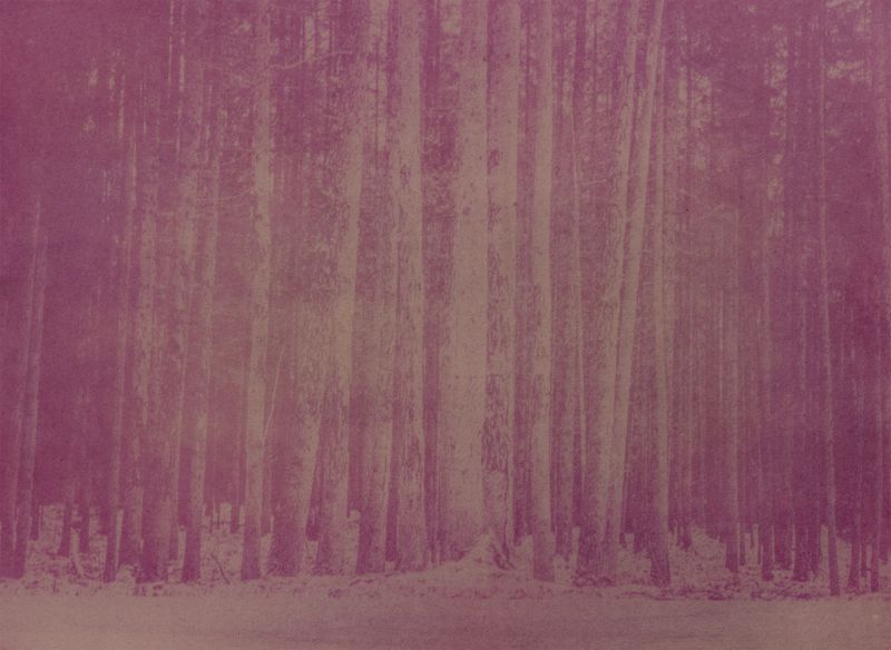 © Krista Svalbonas - Partisan 7, blackthorn anthotype