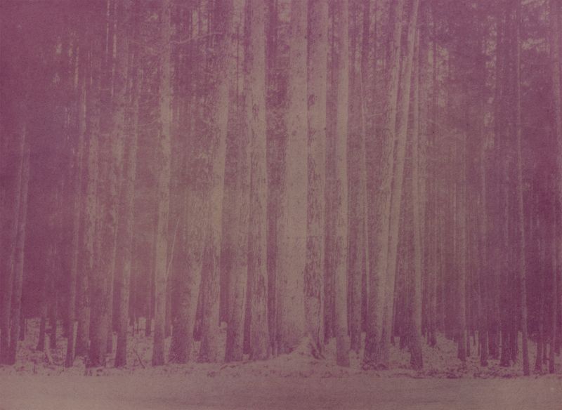 © Krista Svalbonas - Partisan 7, blackthorn anthotype