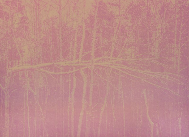 © Krista Svalbonas - Partisan 3, rasberry anthotype