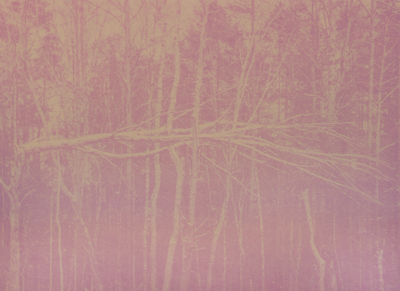 © Krista Svalbonas - Partisan 3, rasberry anthotype