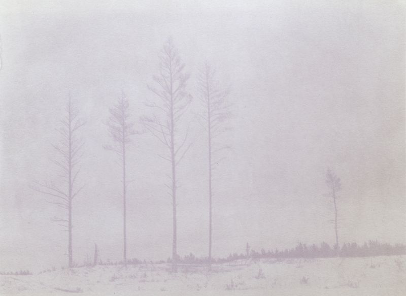 © Krista Svalbonas - Partisan 5, haskap berry anthotype