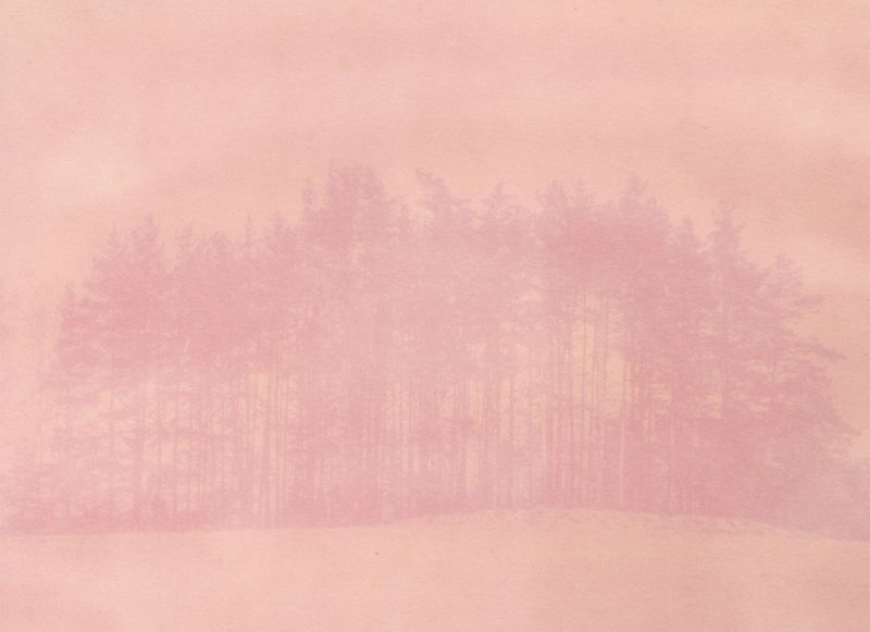 © Krista Svalbonas - Partisan 4, Peony anthotype