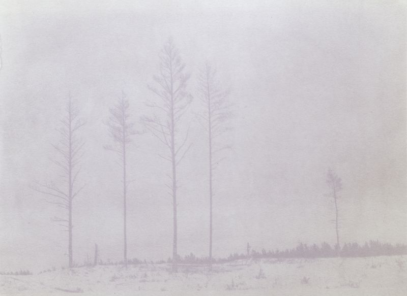 © Krista Svalbonas - Partisan 5, haskap berry anthotype