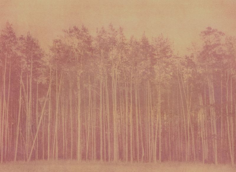 © Krista Svalbonas - Partisan 6, Beet and Seabuckthorn anthotype