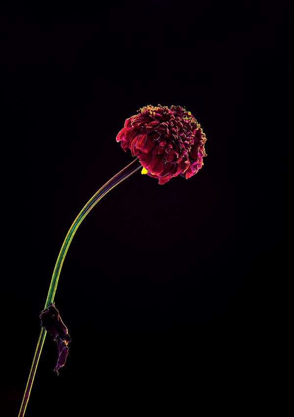 © Anna Biletska - Image from the Not Alive photography project