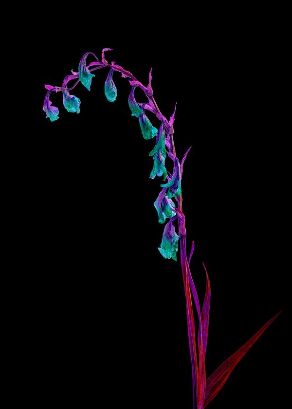 © Anna Biletska - Image from the Not Alive photography project