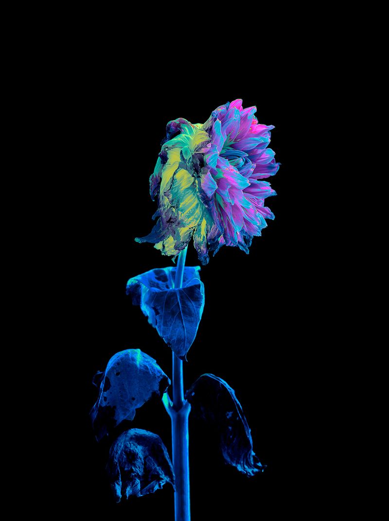 © Anna Biletska - Image from the Not Alive photography project