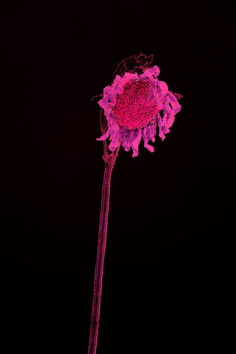 © Anna Biletska - Image from the Not Alive photography project