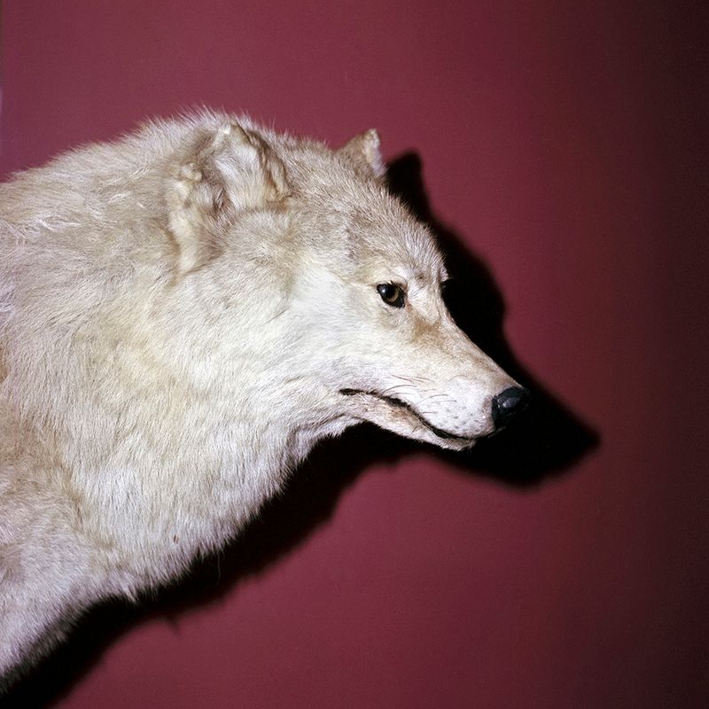 © Svetlana Biryukova - wolf