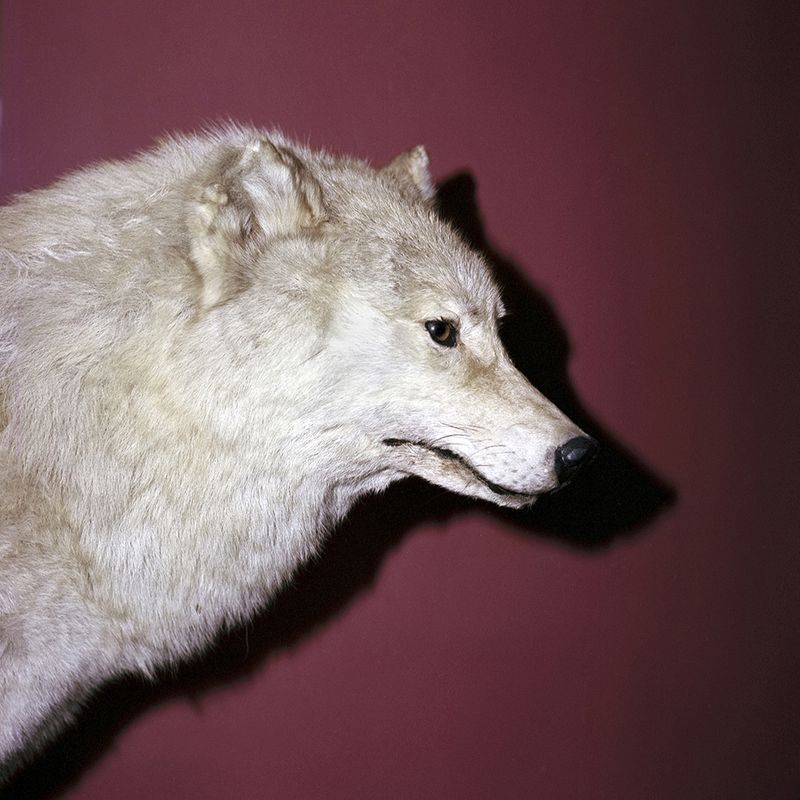 © Svetlana Biryukova - wolf