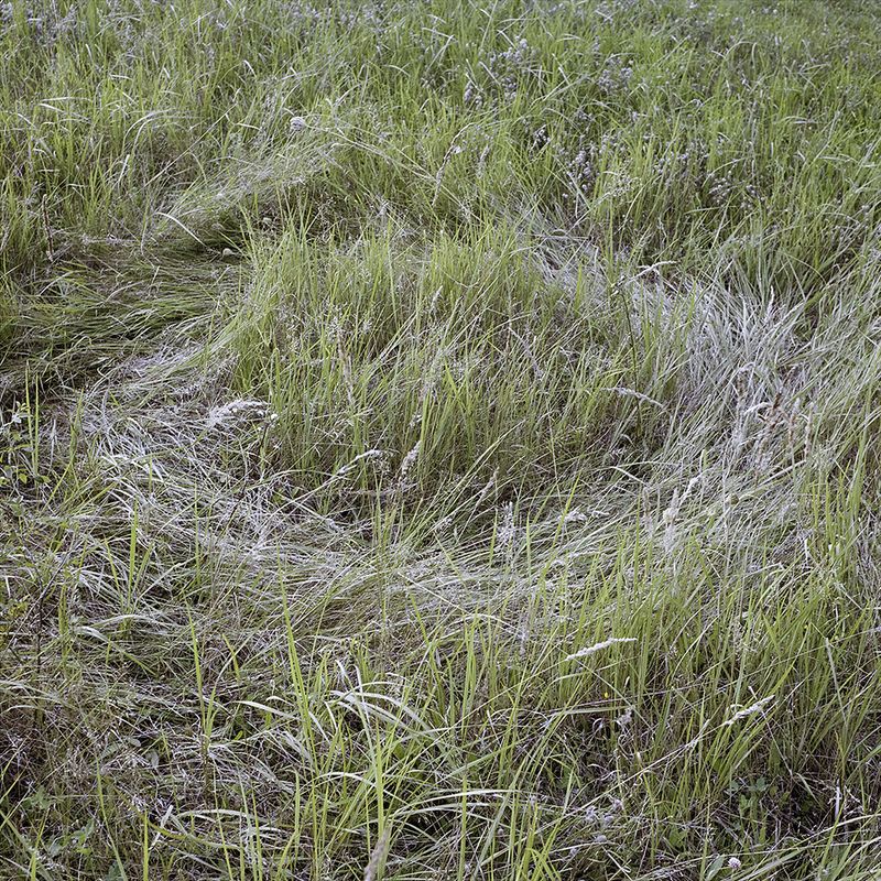 © Svetlana Biryukova - grass