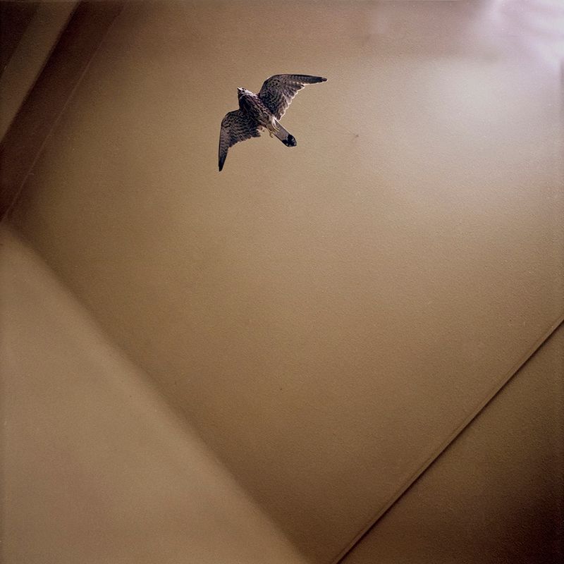 © Svetlana Biryukova - bird / symbol of death