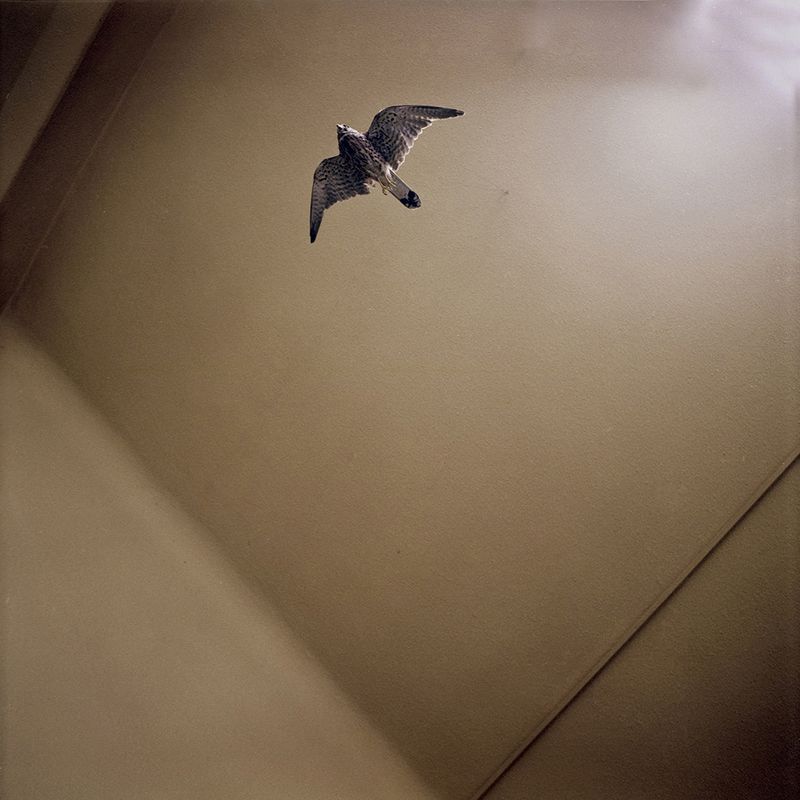 © Svetlana Biryukova - bird / symbol of death