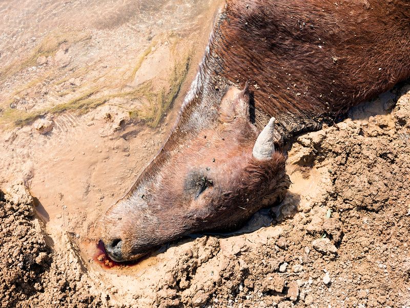 © Ilan Godfrey - A cow lies dead in a polluted mine stream, Ditwebeleng, Eastern Limb