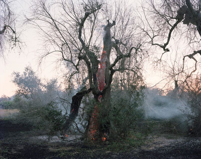© Murray Ballard - Olive trees on fire, near Cocumola, Salento July 2022