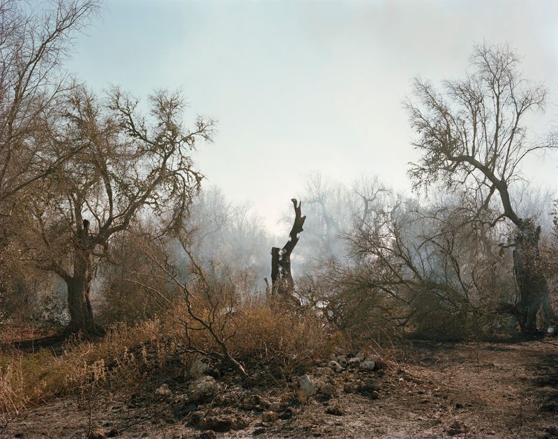 © Murray Ballard - Olive trees on fire, near Cocumola, Salento July 2022