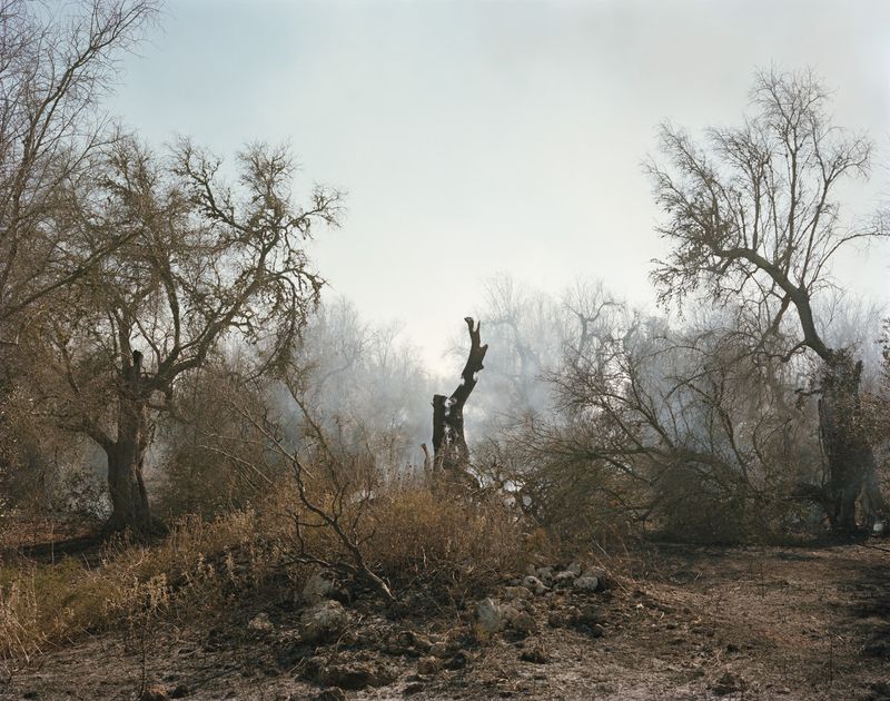 © Murray Ballard - Olive trees on fire, near Cocumola, Salento July 2022
