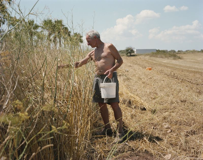 © Murray Ballard - Mario (picking snails by the side of the road), Cerfignano, Salento July 2022