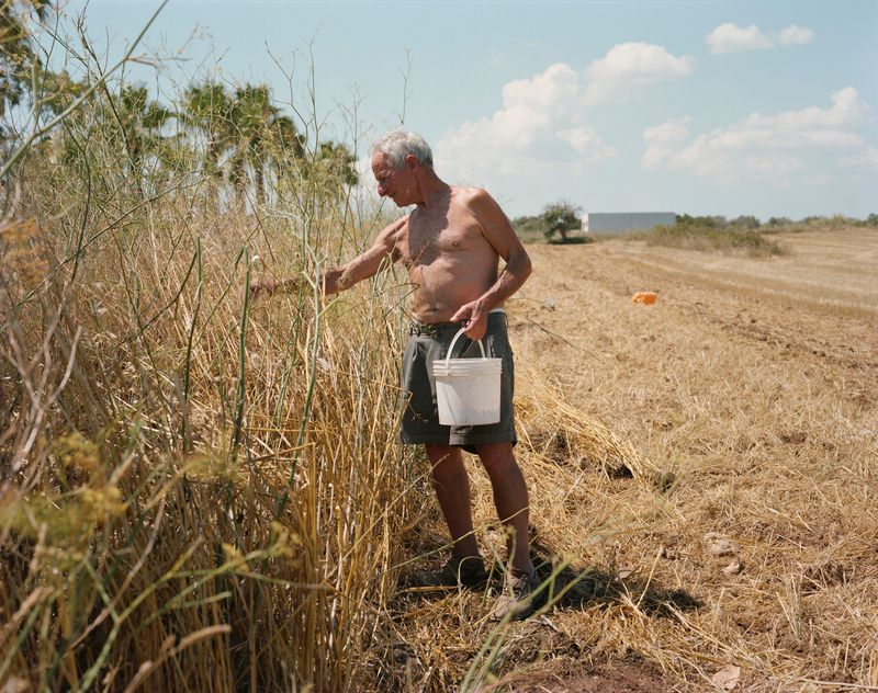 © Murray Ballard - Mario (picking snails by the side of the road), Cerfignano, Salento July 2022