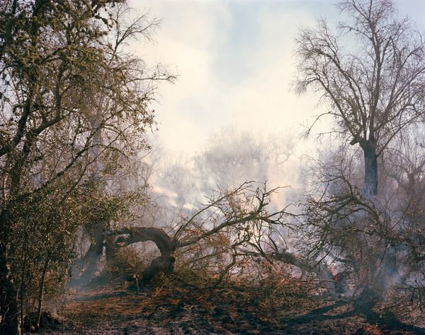 © Murray Ballard - Olive trees on fire, near Cocumola, Salento July 2022