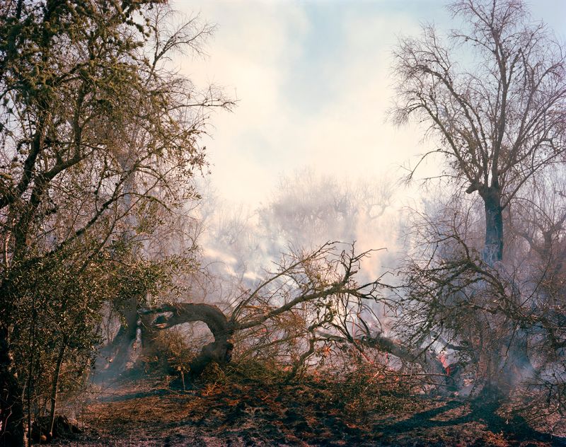 © Murray Ballard - Olive trees on fire, near Cocumola, Salento July 2022