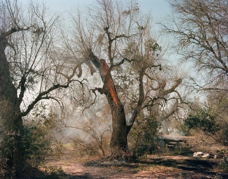 © Murray Ballard - Olive trees on fire, near Cocumola, Salento July 2022